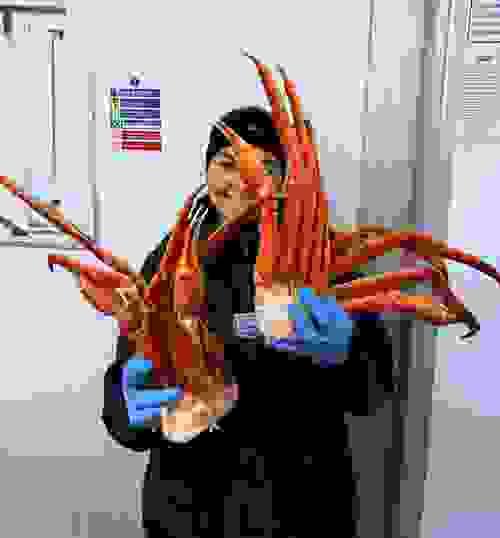 Cooked Snow Crab Clusters 14oz+