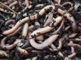 Lob worms or lobby’s
