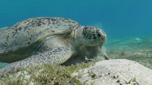 Daily House Reef Diving - Abo Dabbab