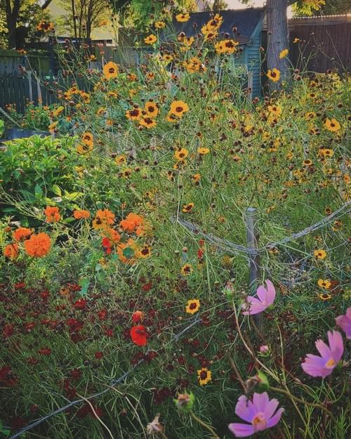 Grow your own flowering dye garden - multi seed pack