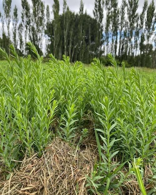 Linseed - 1sq meter