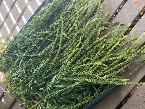 Weld Seeds