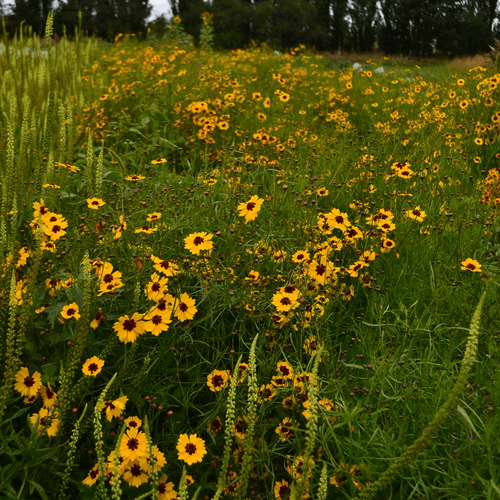 Coreopsis seeds