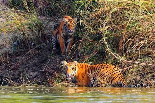 5 Nights / 6 Days - Tiger Quest Nepal
