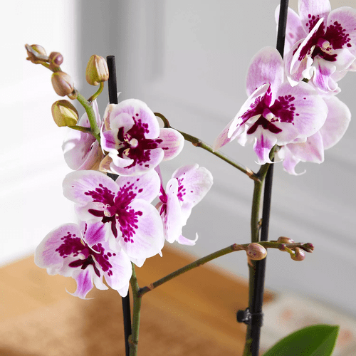 Orchidea