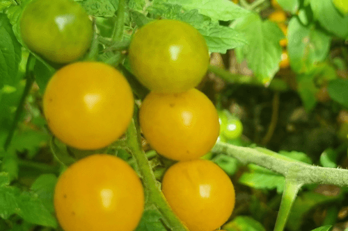 Rambling Rawene Cherry Tomato - Seeds 15+ Per pack