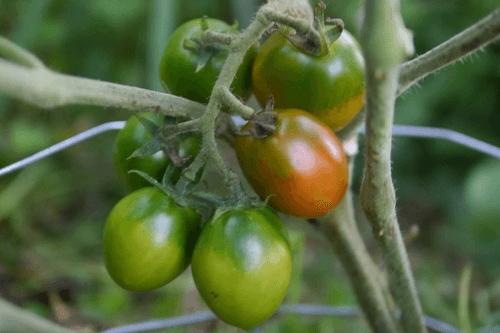 Heirloom De Pinto Cherry Seedling