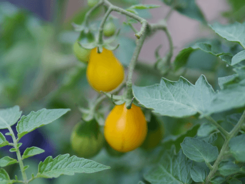 Yellow Pear Heirloom Cherry Tomato Seeds - 15+ per Pack