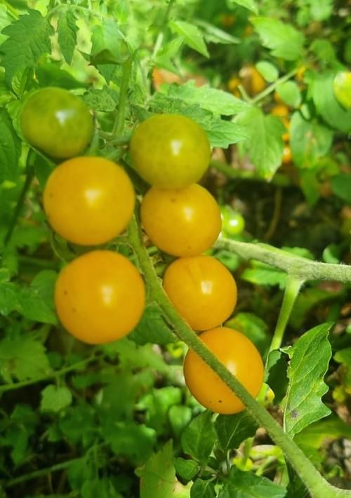Heirloom Tomato Rawene Yellow Cherry Seedling
