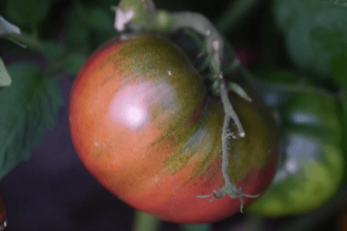 Cherokee Purple Beefsteak Seedling