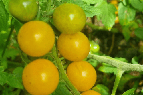 Heirloom Rawene Yellow Cherry Tomato Plant
