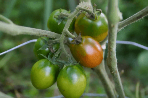 De Pinto - 15+ Seeds - Paste & Preserving