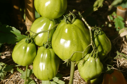 Tlacolula Pink Mexican - 15+ Seeds - Vogel Slab Worthy
