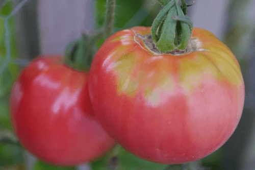Soldacki Beefsteak Seedling