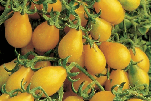 Yellow Pear Seeds 15+ per pack