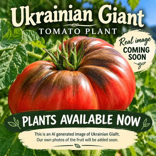 Heirloom Ukrainian Giant Tomato Plant