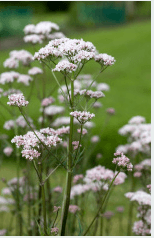 Growing & Medicine Making with Valerian. Everyone takes home a Valerian plant. July 11th