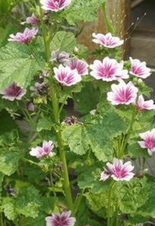 Growing & Medicine Making with Marshmallow - Includes a Marshmallow Plant September 26th