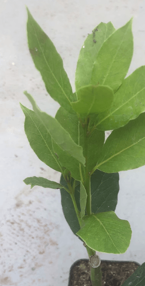 Bay Laurel - The Herb of the Old Kitchen Garden. Class includes a bay plant to take home November 21