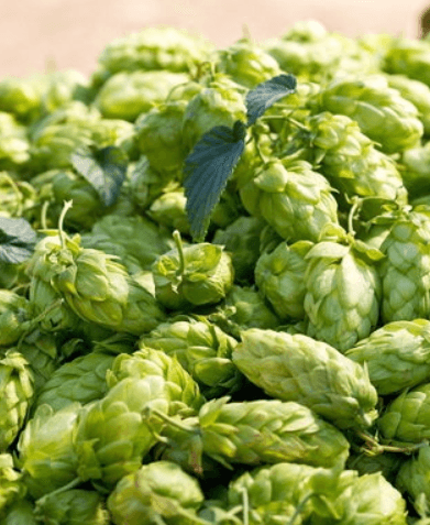 How about those Hops, with KnoxHops June 27th