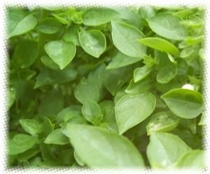 Growing & Medicine Making with Kapoor Tulsi Basil June 6th $30