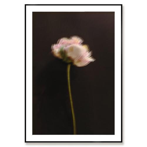 Opacity bloom