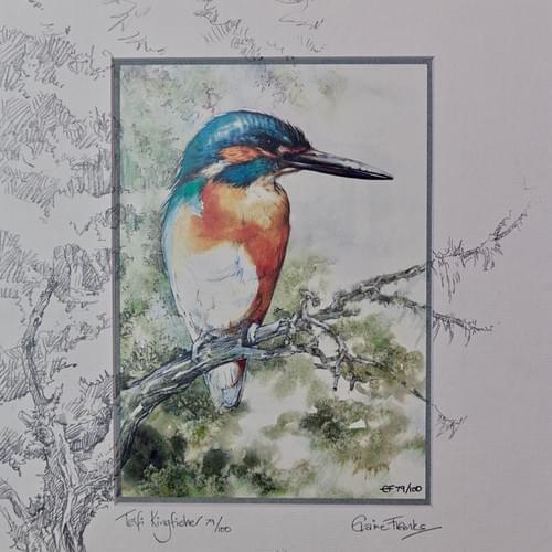 Kingfisher. A limited edition print from Elaine Franks