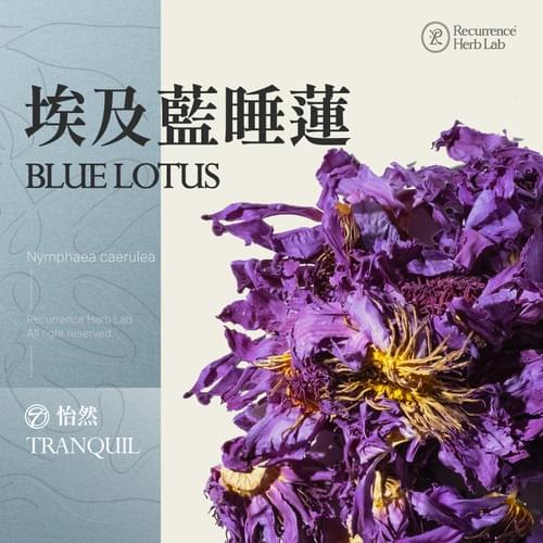 Blue Lotus Nymphaea Caerulea 10g|Recurrence Herb Lab