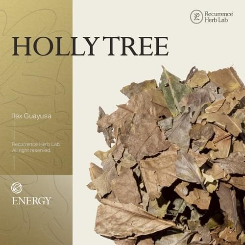 Holly tree Ilex guayusa 10g|Recurrence Herb Lab