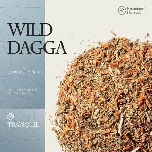 Leonotis Leonurus 5g|Recurrence Herb Lab