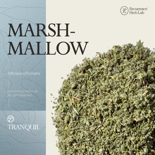 Marshmallow Althaea officinal 10g|Recurrence Herb Lab