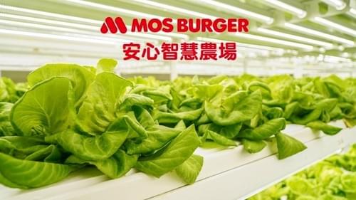 『摩斯安心智慧農場』無毒水耕生菜組合—10/23~11/12