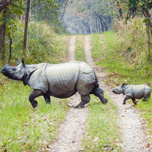 1 night/ 2 days - Wildlife and Chitwan Tharu Adventure