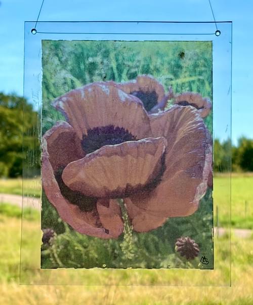 Poppy