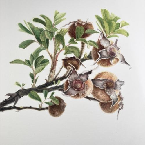 Introduction to Botanical Illustration - with Tulia Moss