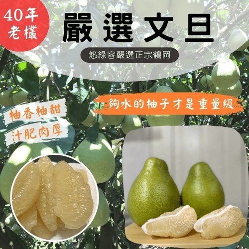 嚴選老欉文旦柚子