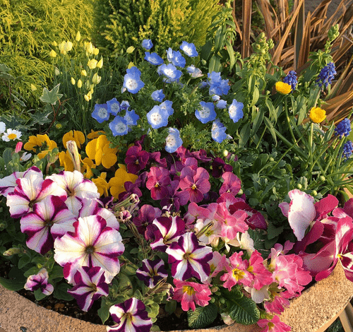 季節の花々寄せ植え講習会