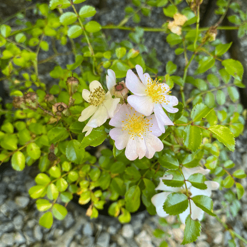 Rosier "Temple Bells"