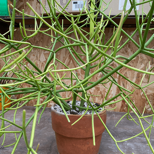 Euphorbia tirucalli var. firestick