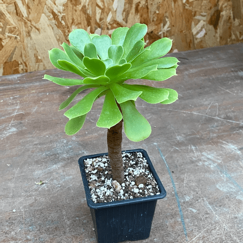 Aeonium canariense