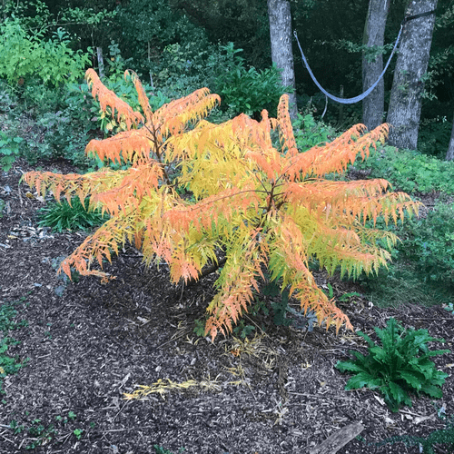 Rhus typhina "tiger eyes"