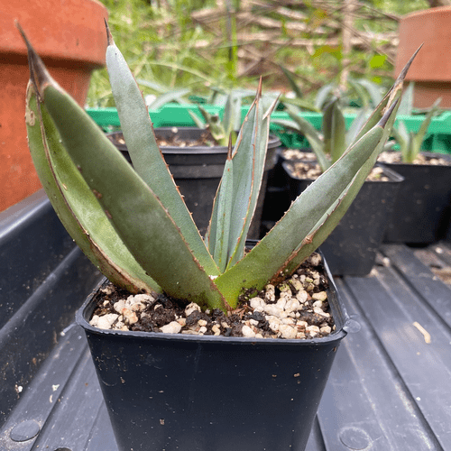 Agave nigra