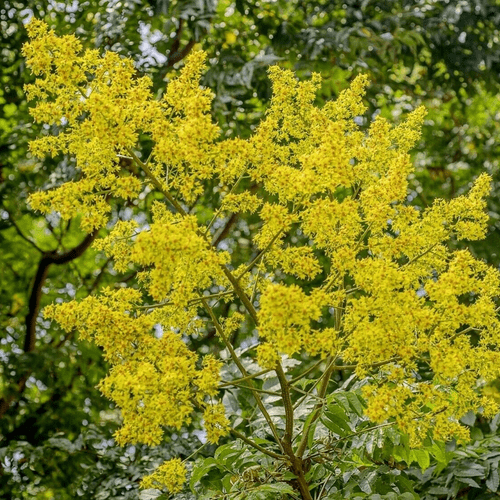 Koelreuteria paniculata