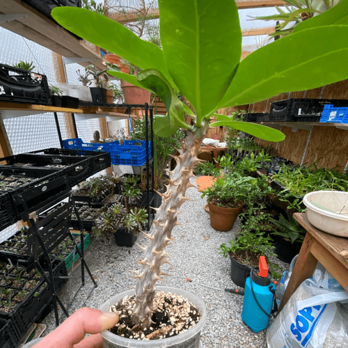 Euphorbia milii