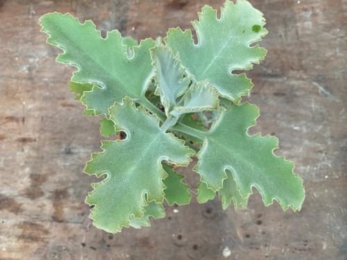 Kalanchoe beharensis