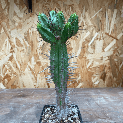 Euphorbia enopla
