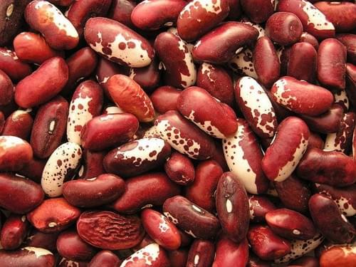 common bean