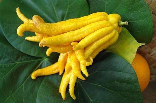 budd hand
