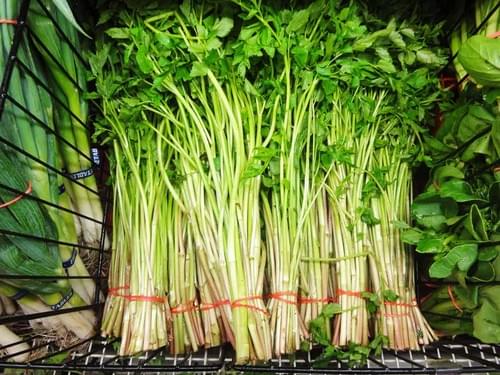 water dropwort