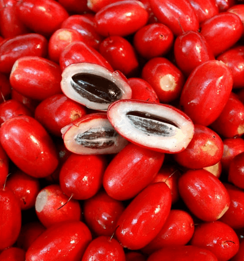 miracle fruit